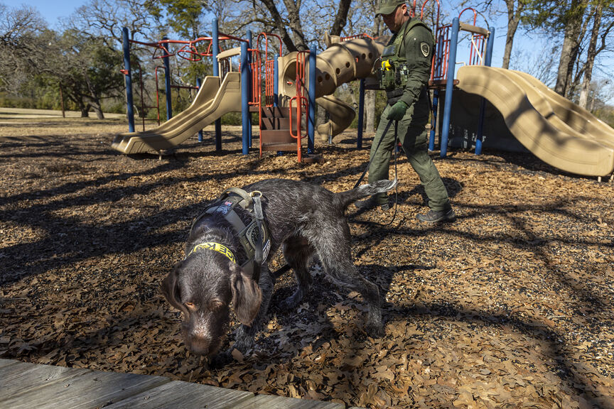 K9 training